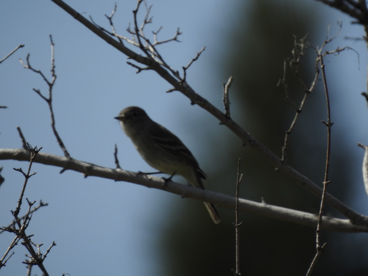 Empidonax sp. - Victoria Vosburg