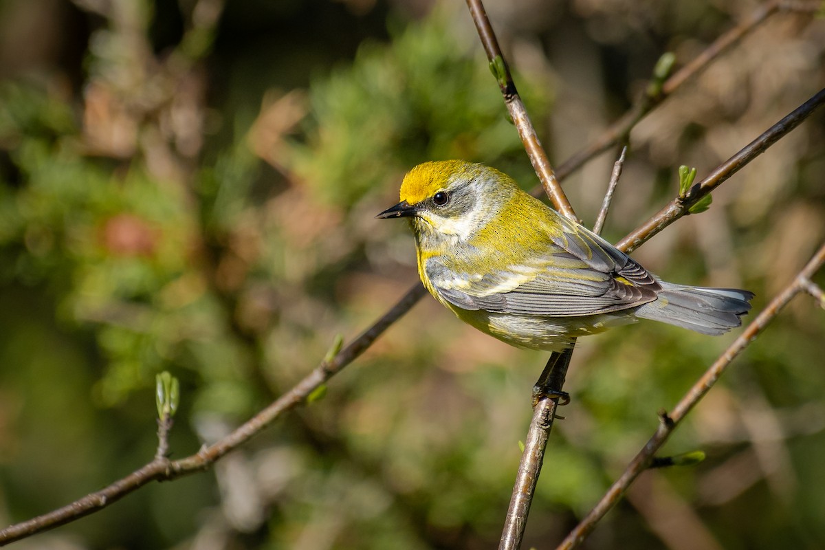 Golden-winged x Blue-winged Warbler (hybrid) - Ethan Rising