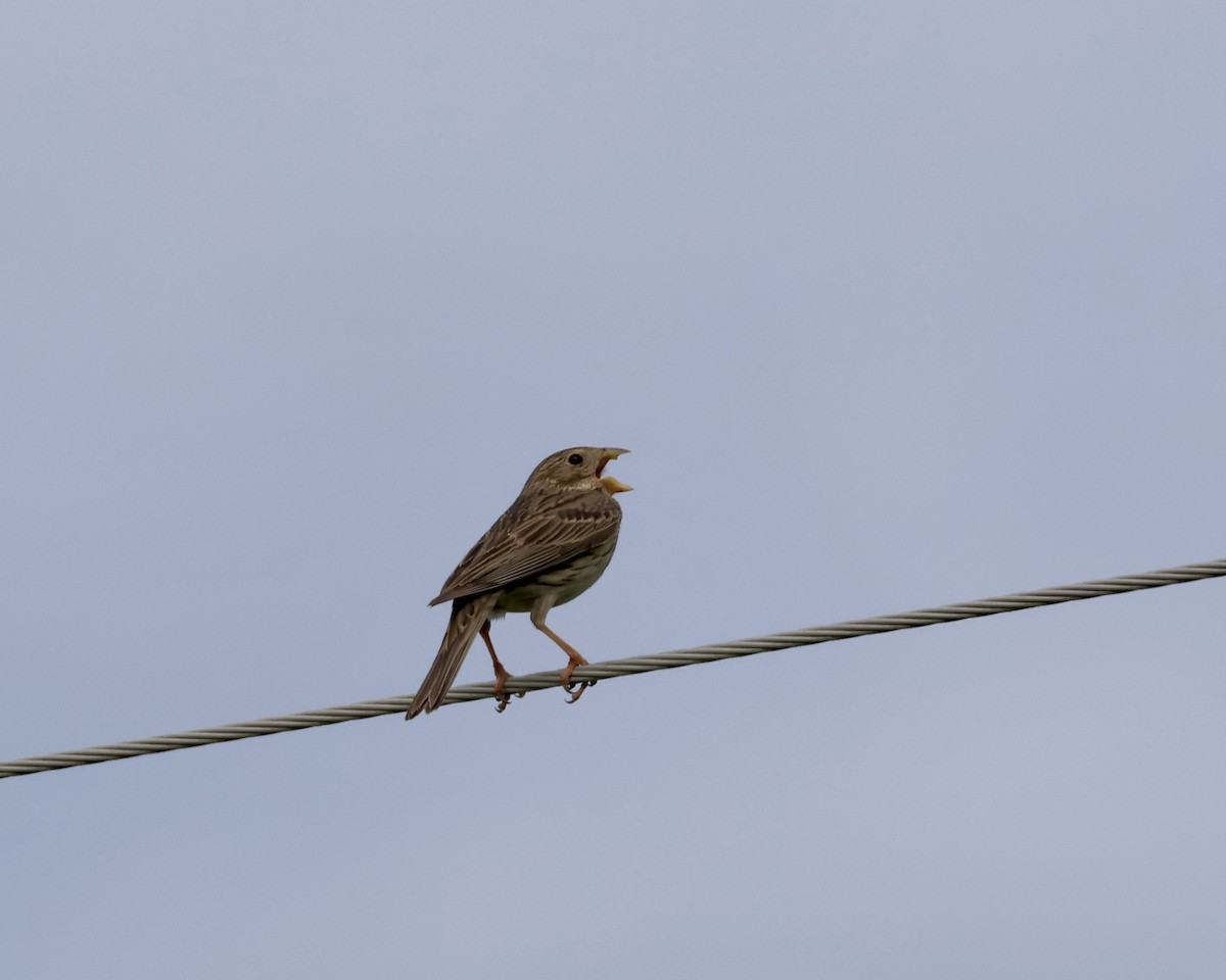 Corn Bunting - Sam Shaw