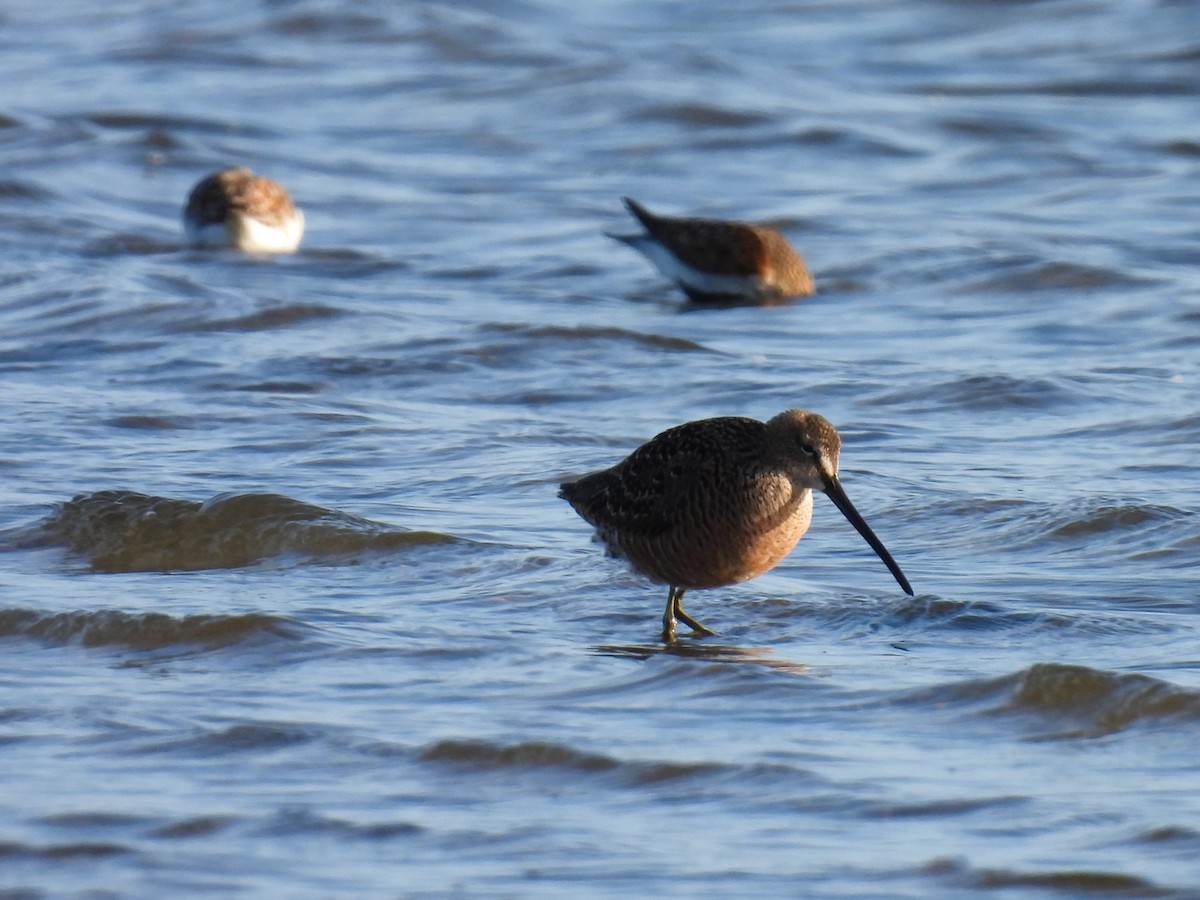 Short-billed Dowitcher - Tina Toth