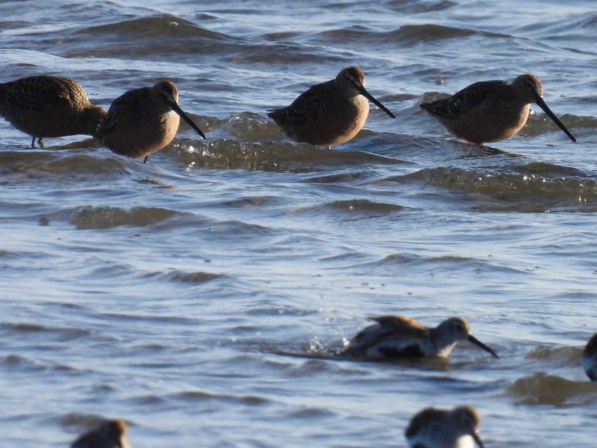 Short-billed Dowitcher - Tina Toth