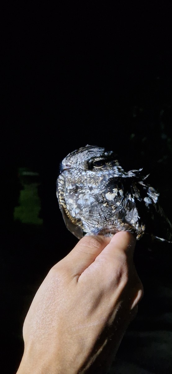 Eurasian Nightjar - ML618904652