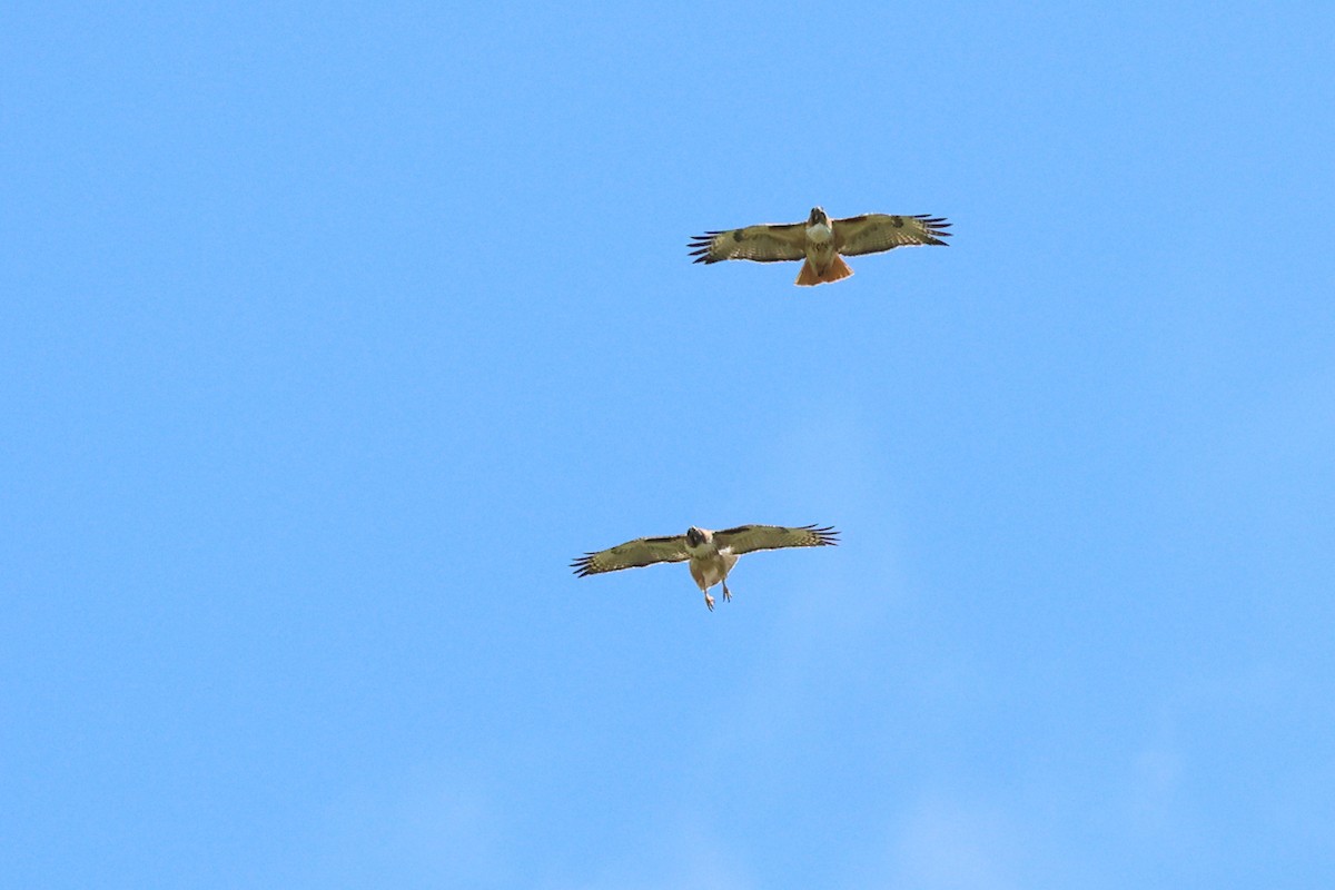 Red-tailed Hawk (calurus/alascensis) - Mary McGreal