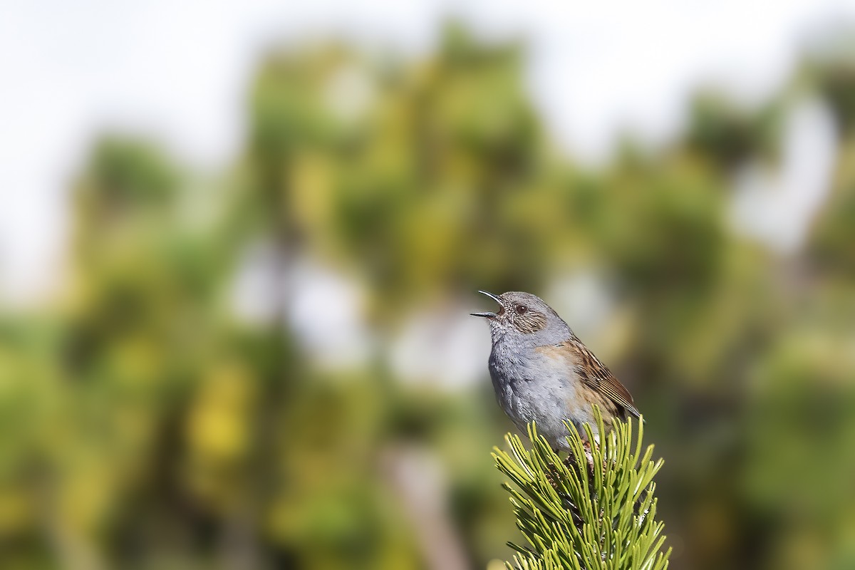 Dunnock - Michael Ortner