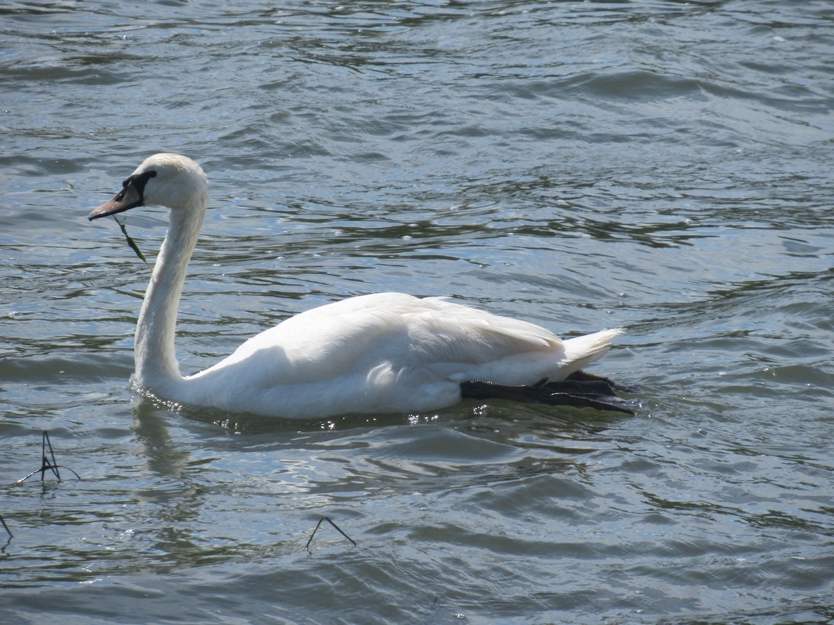 Mute Swan - Barry Capella