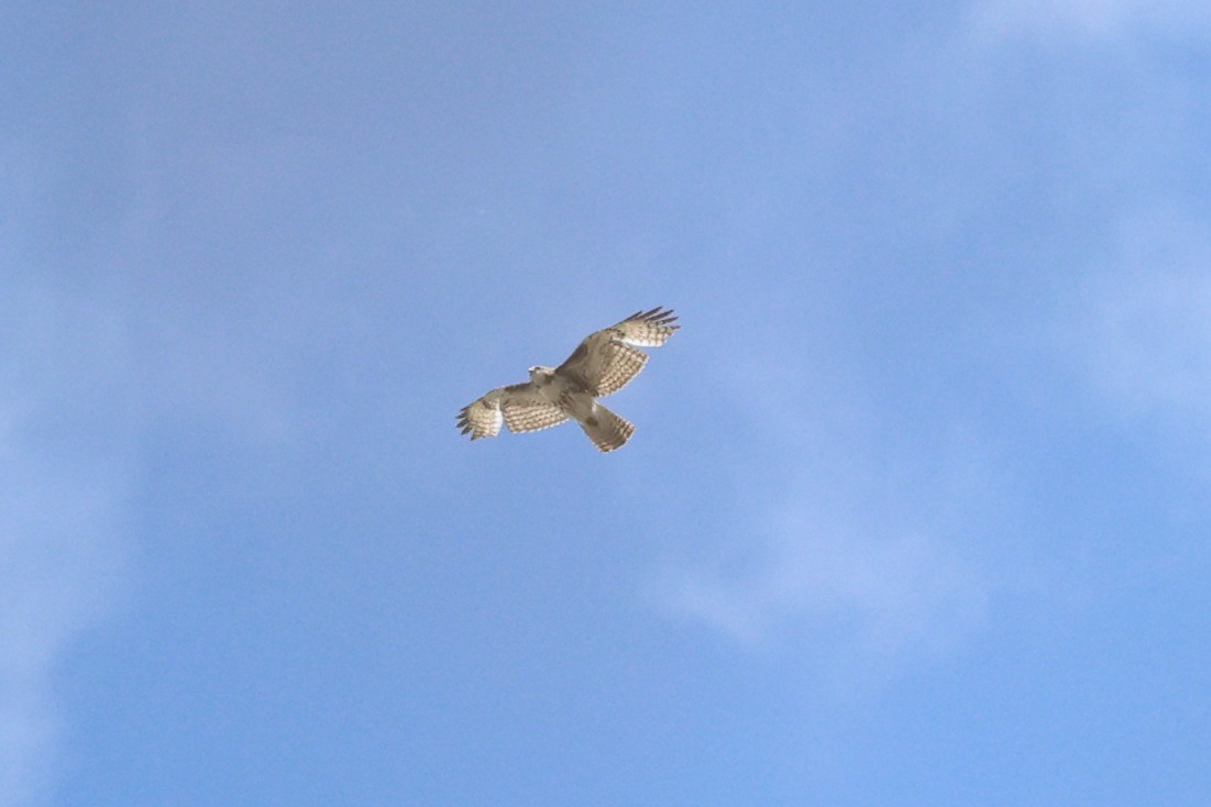 Red-tailed Hawk (calurus/alascensis) - Mary McGreal