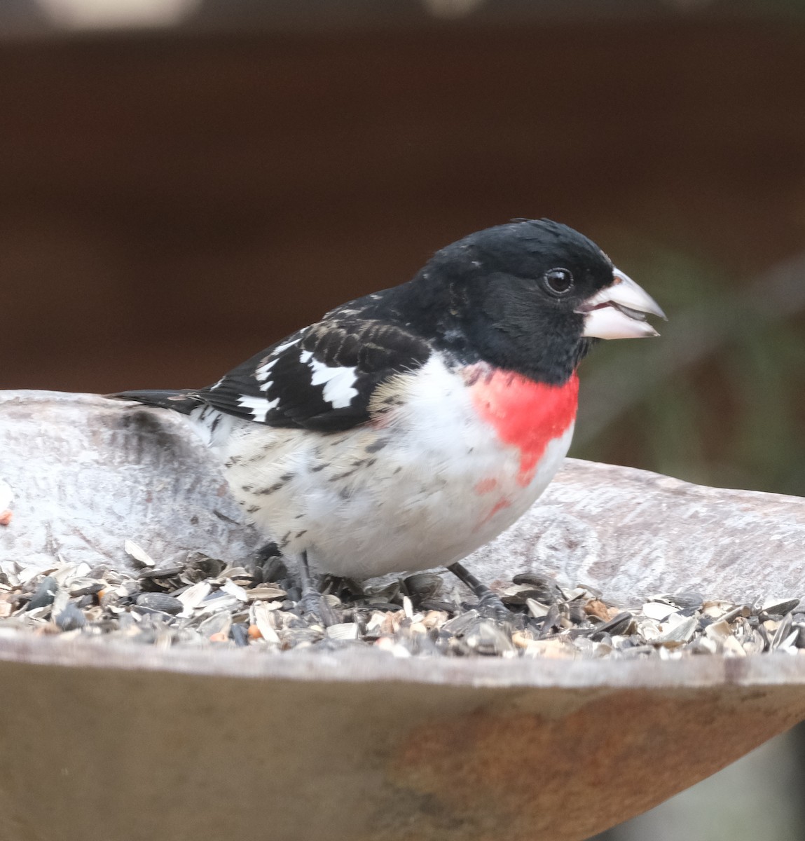 Rose-breasted Grosbeak - Bob D'Antonio