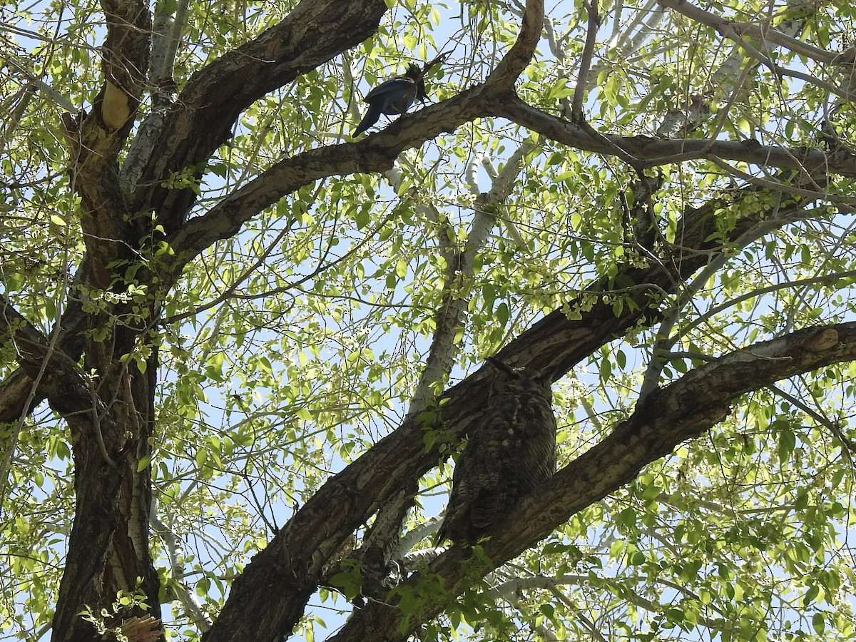 Great Horned Owl - Victoria Vosburg