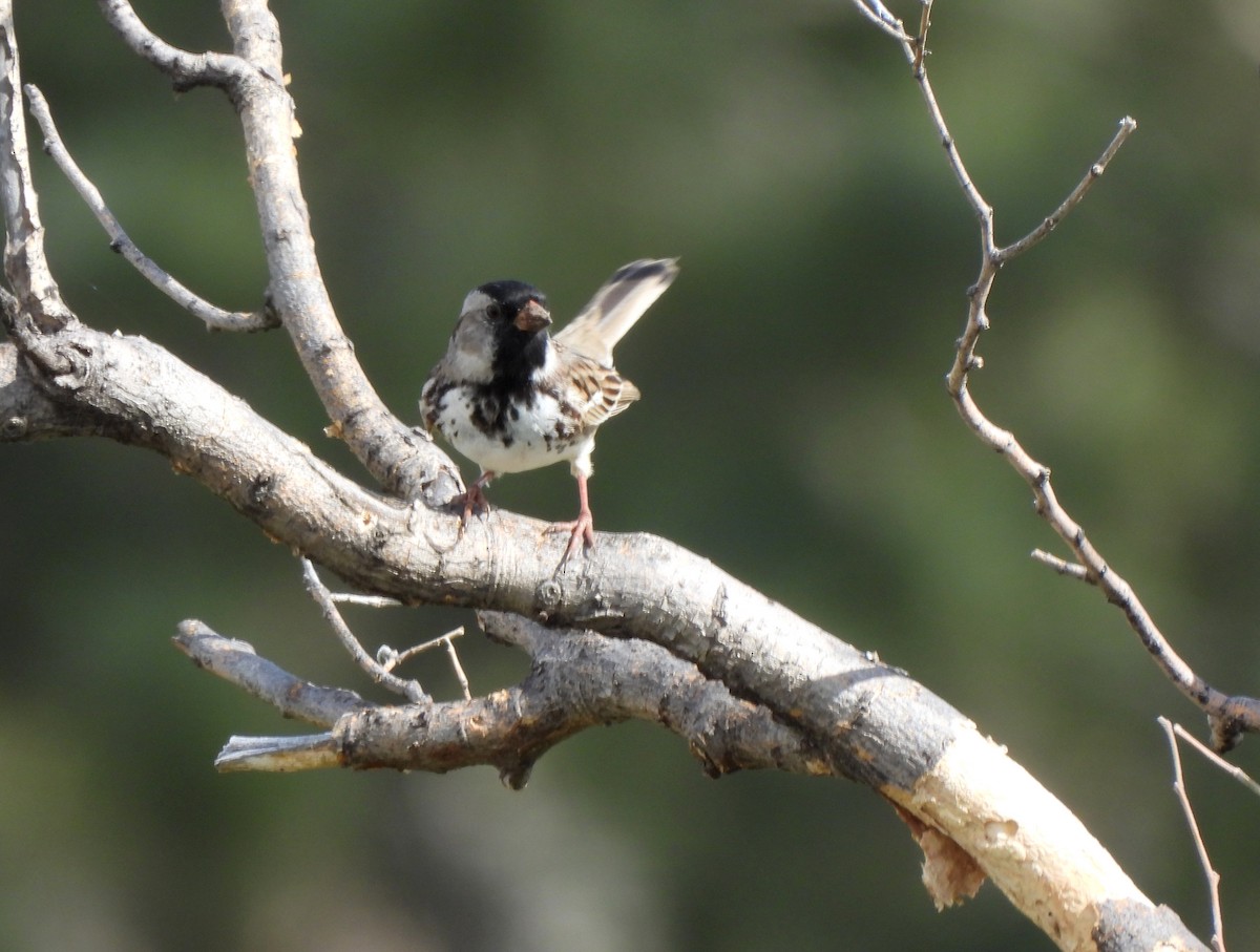 Harris's Sparrow - ML618904700