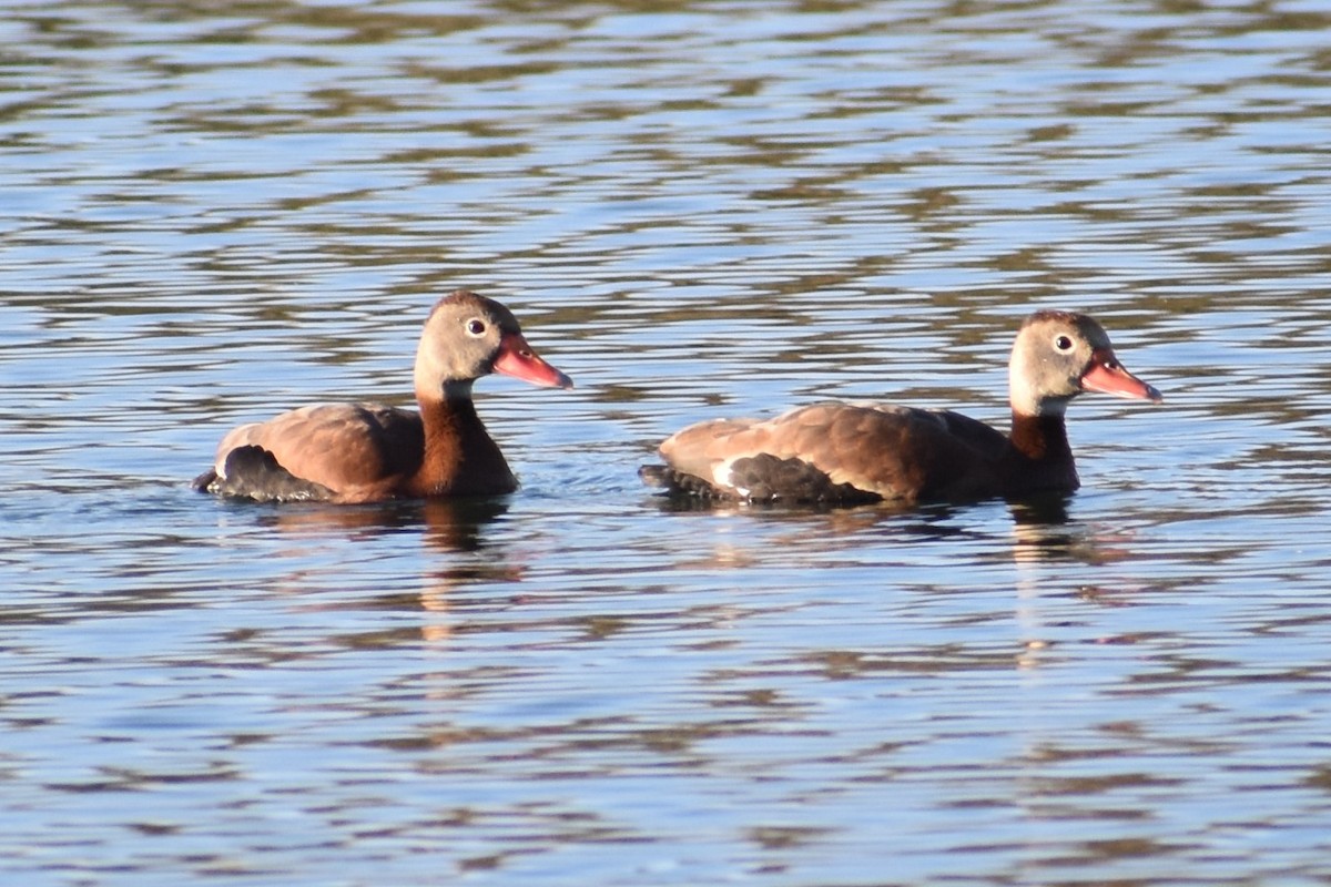 Black-bellied Whistling-Duck - Logan  Brunner