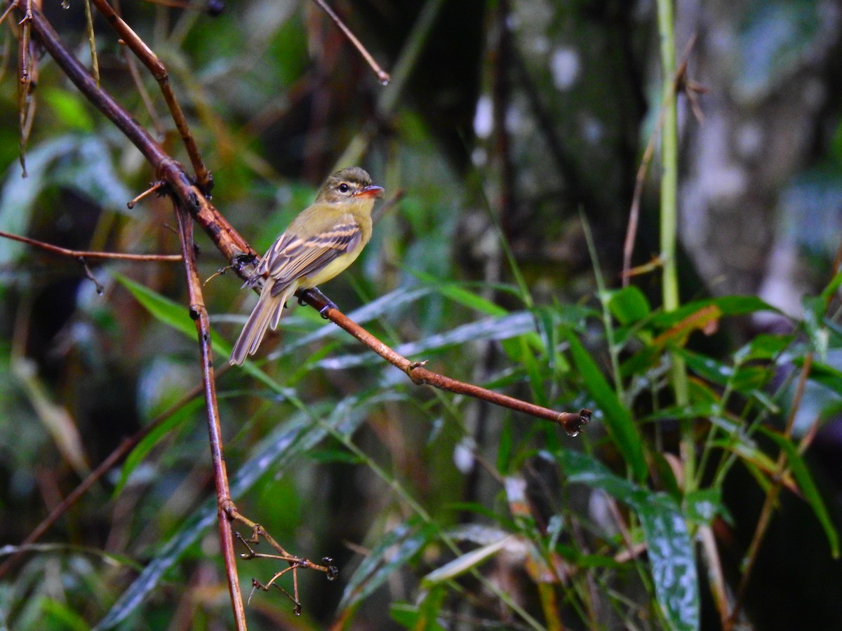 Large-headed Flatbill - Edwin Munera