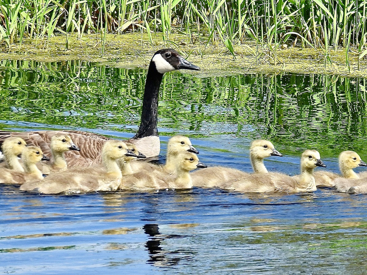 Canada Goose - Isaac Petrowitz