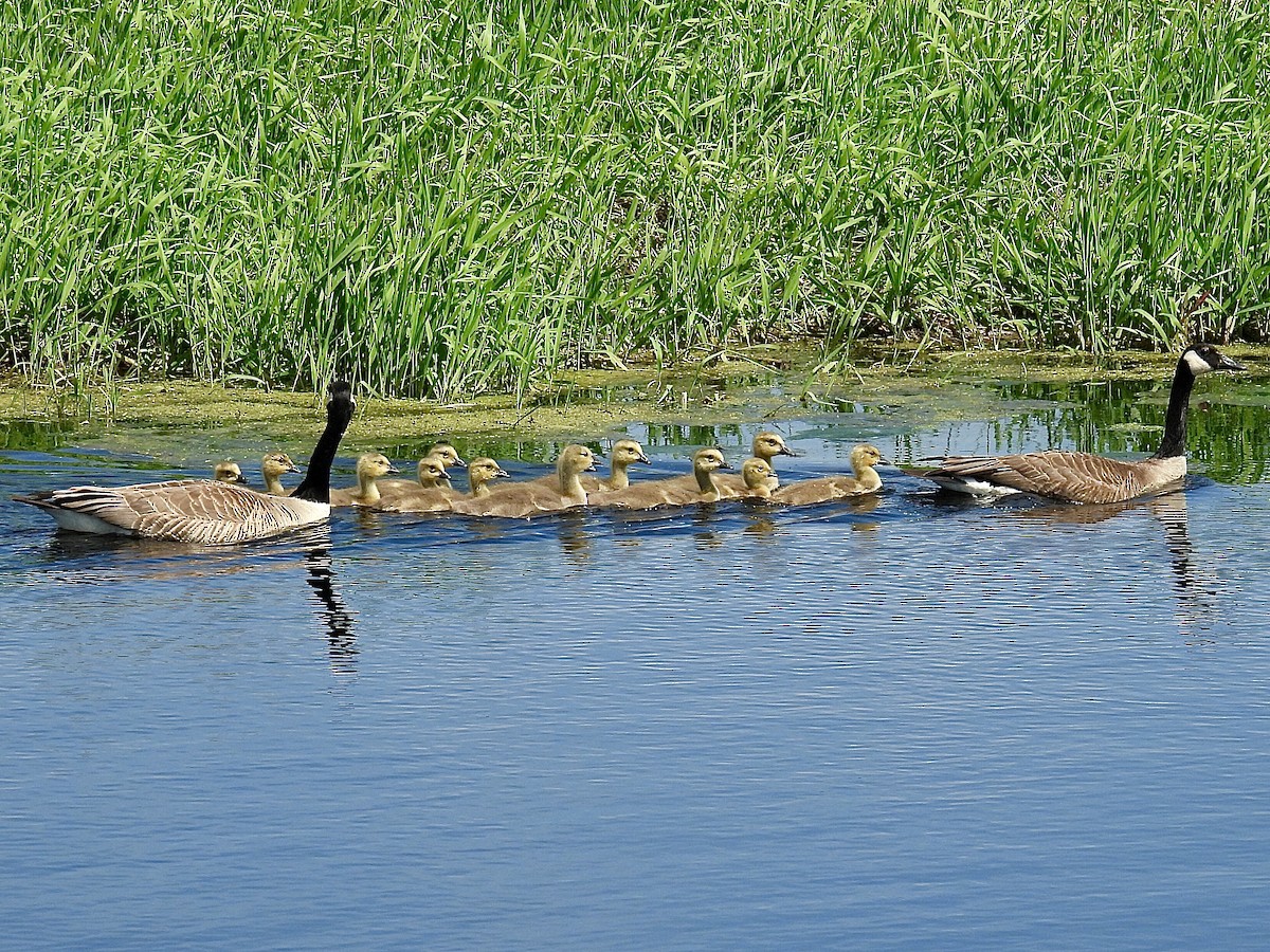 Canada Goose - Isaac Petrowitz