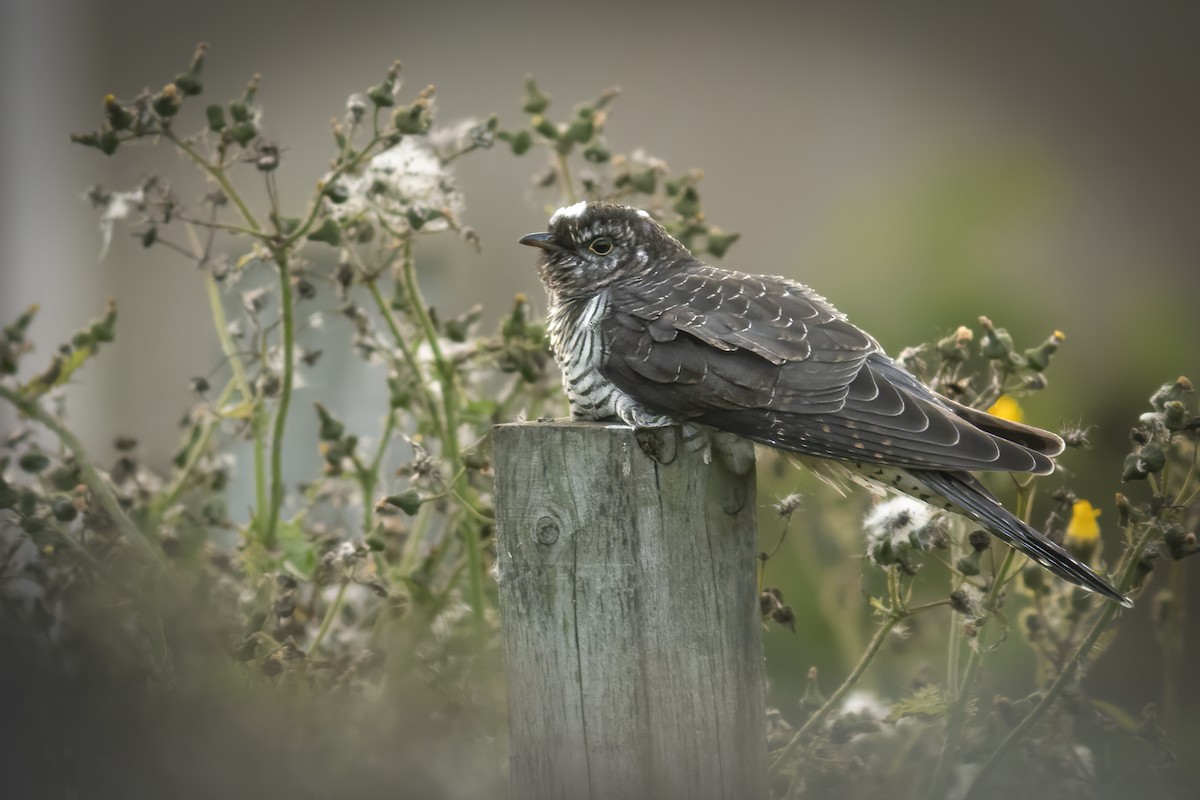 Common Cuckoo - Finley Dennison