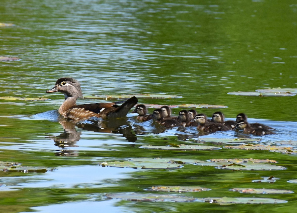 Wood Duck - ML618904779