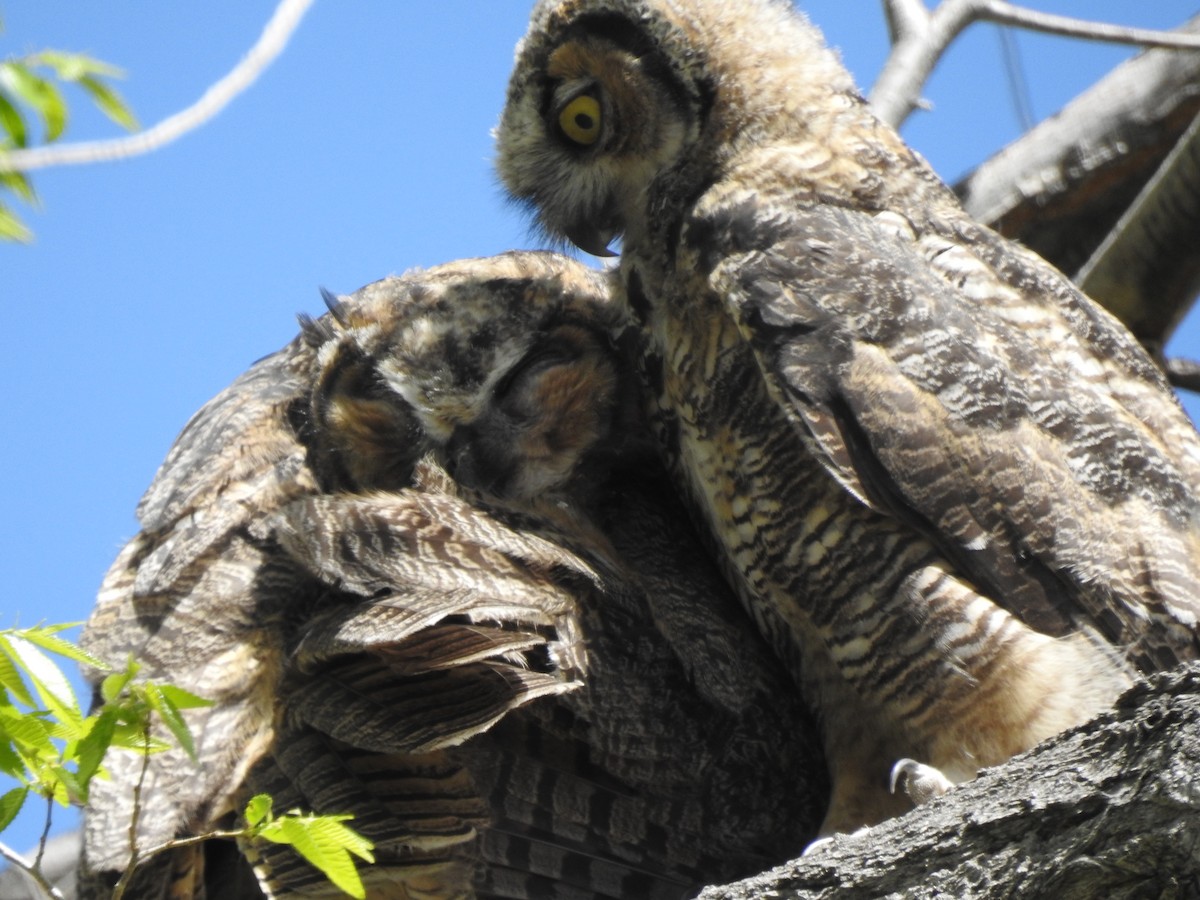 Great Horned Owl - Victoria Vosburg