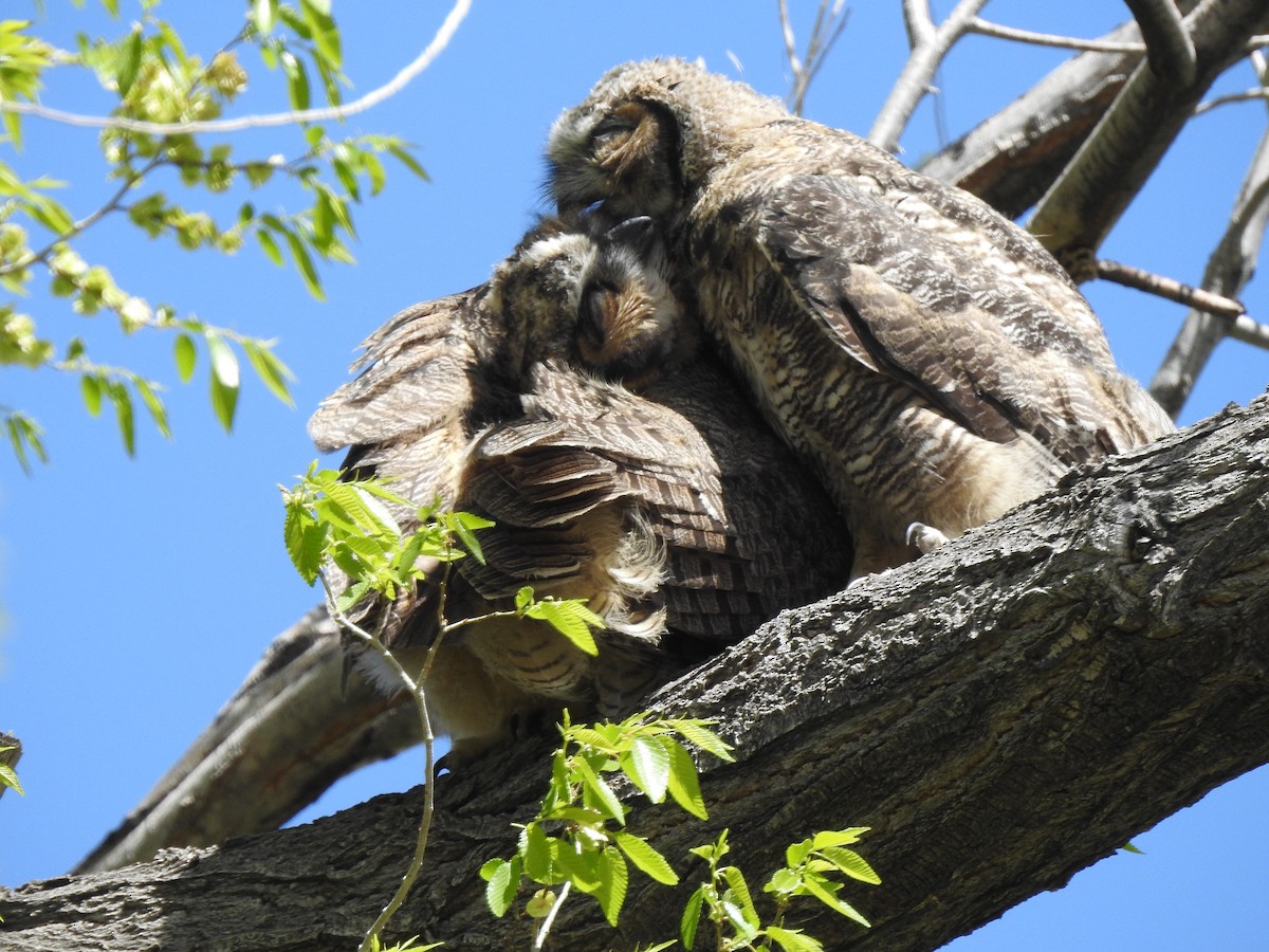 Great Horned Owl - ML618904790