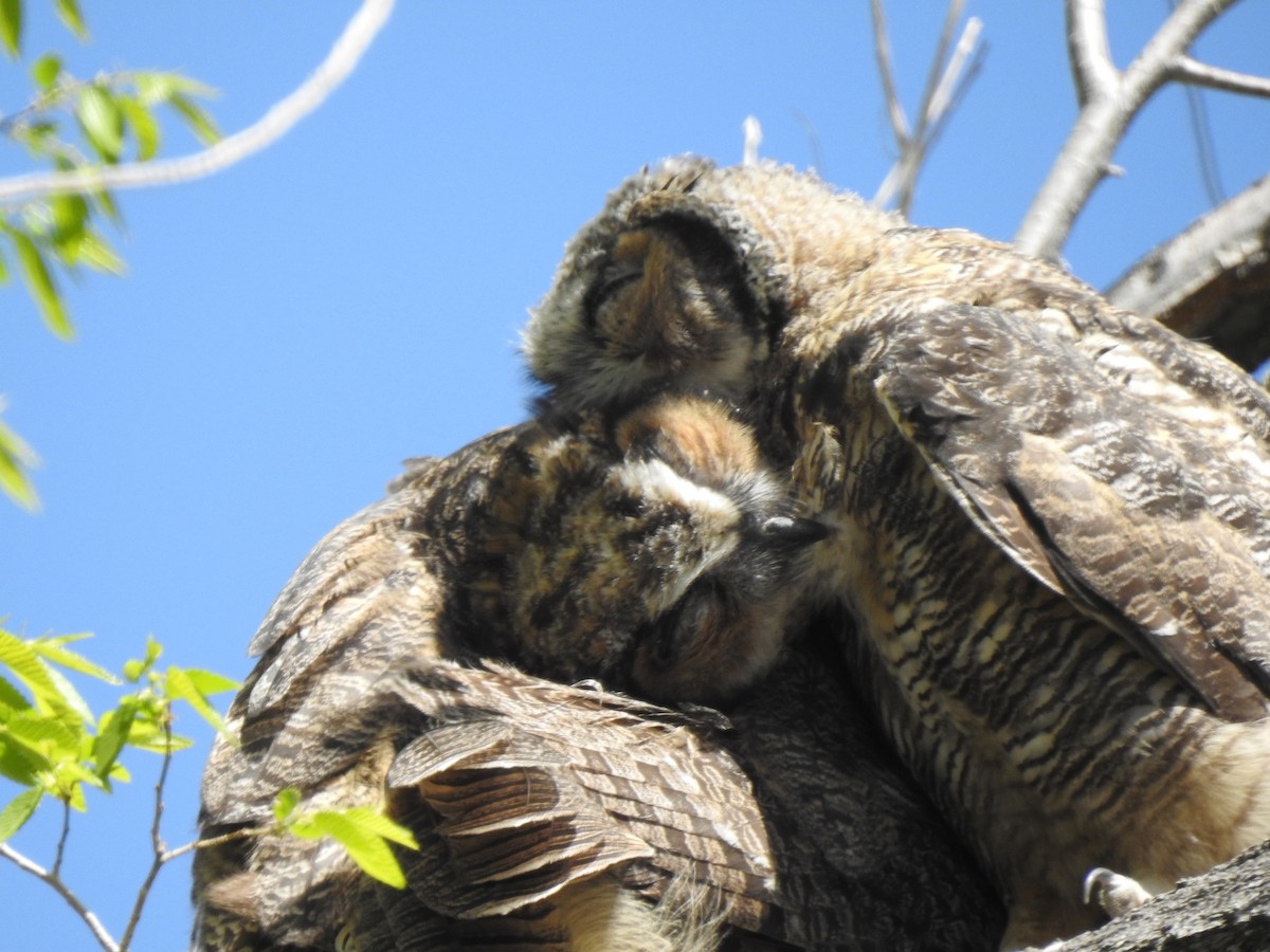 Great Horned Owl - Victoria Vosburg