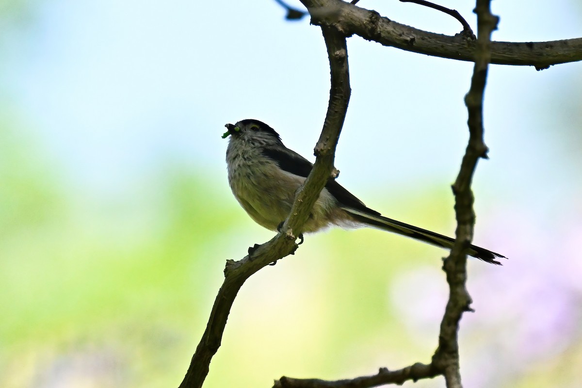 Long-tailed Tit - Cliff Hodge