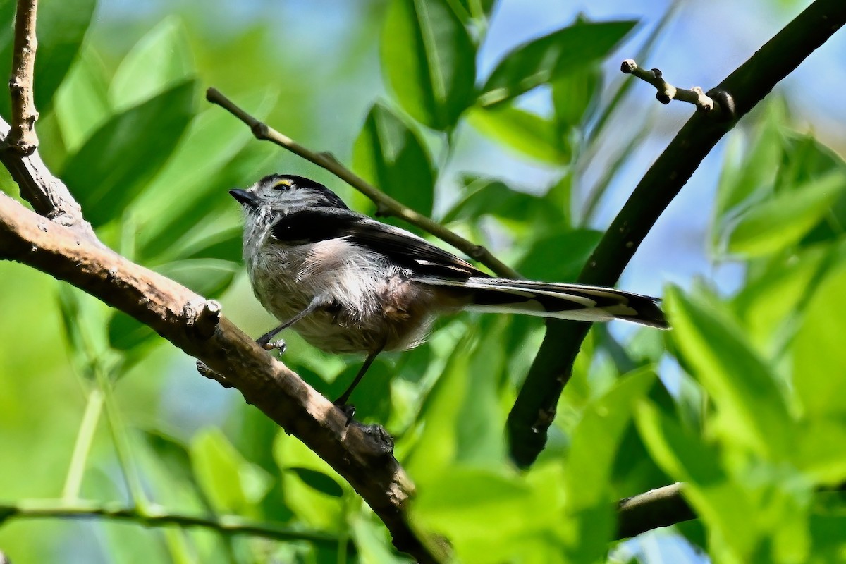 Long-tailed Tit - ML618904808