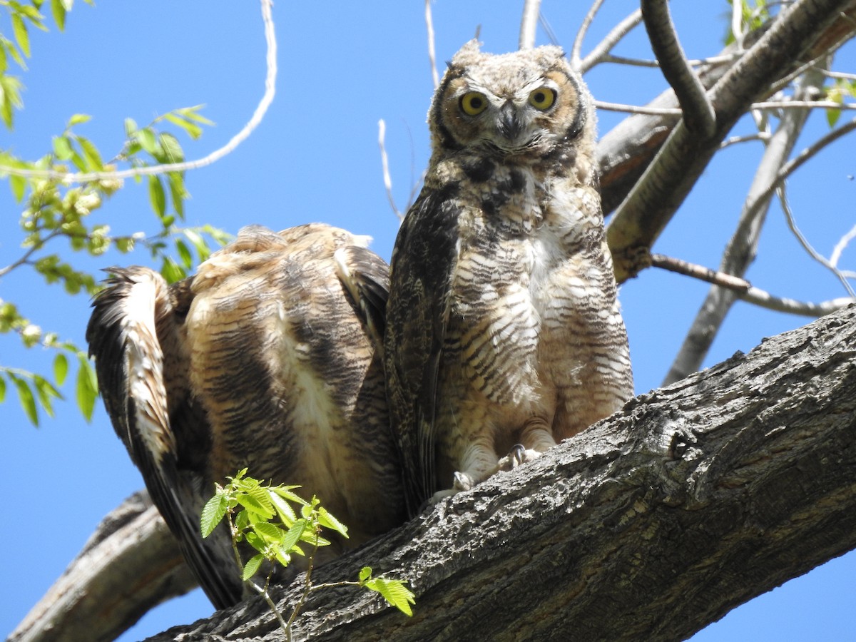 Great Horned Owl - Victoria Vosburg