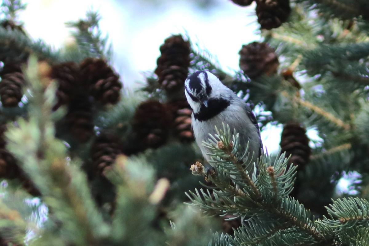 Mountain Chickadee - Irene Crosland