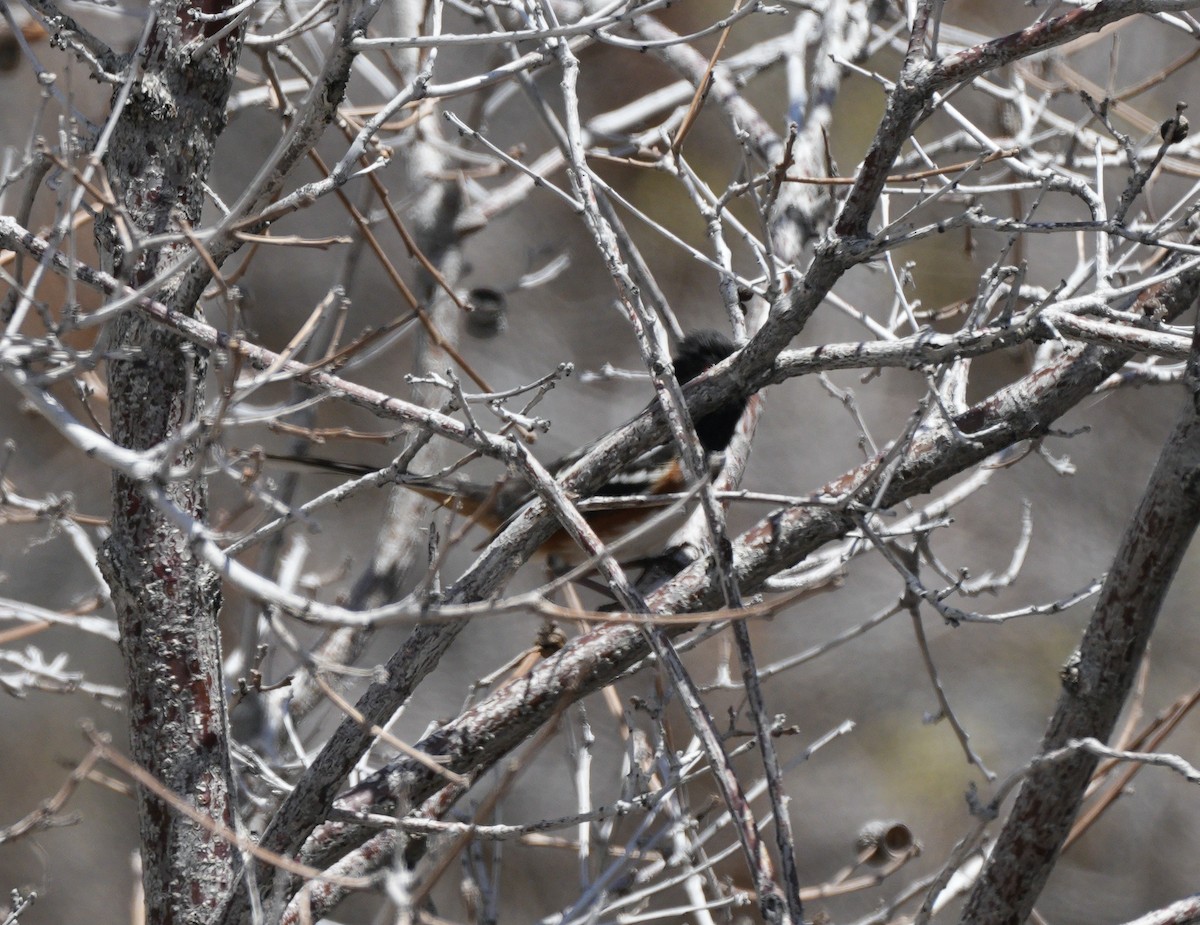 Spotted Towhee - Taylor Abbott