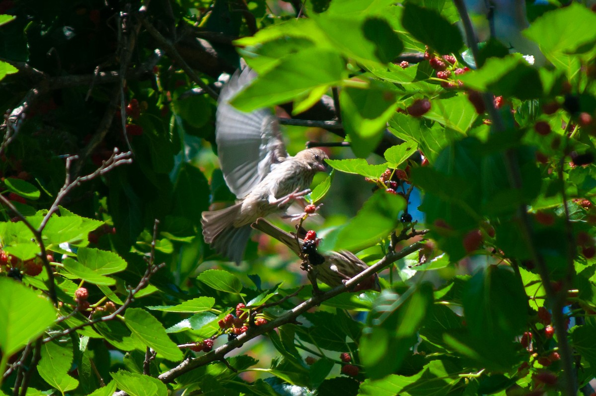 House Finch - Breck Stenson