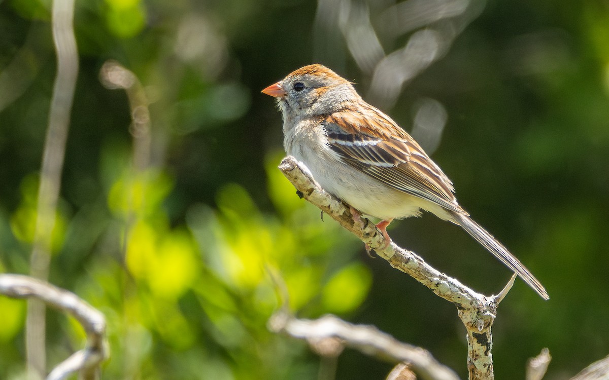 Field Sparrow - ML618904895