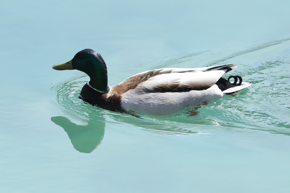 Canard colvert - ML618904906