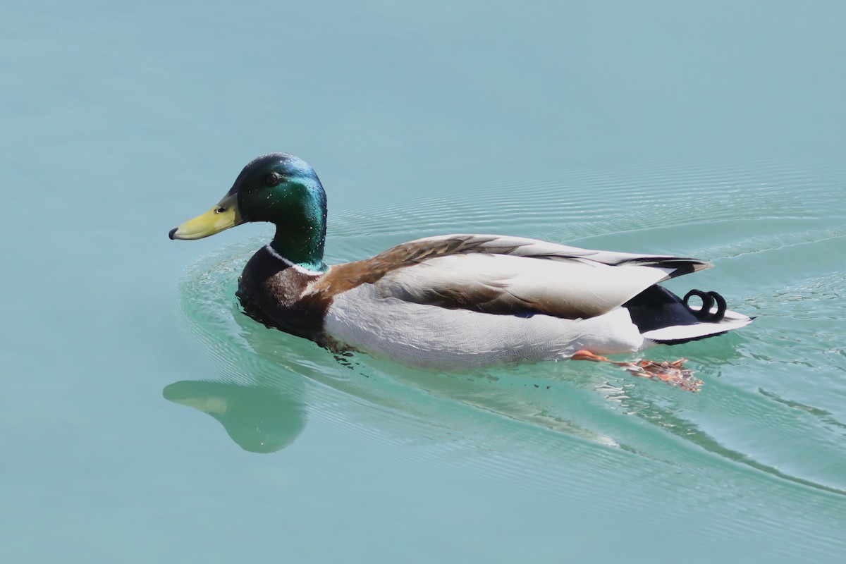 Canard colvert - ML618904908