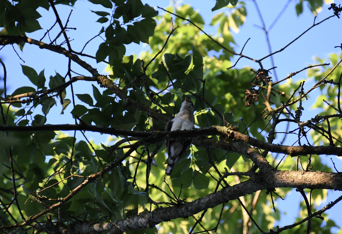 Yellow-billed Cuckoo - Brady Wilson