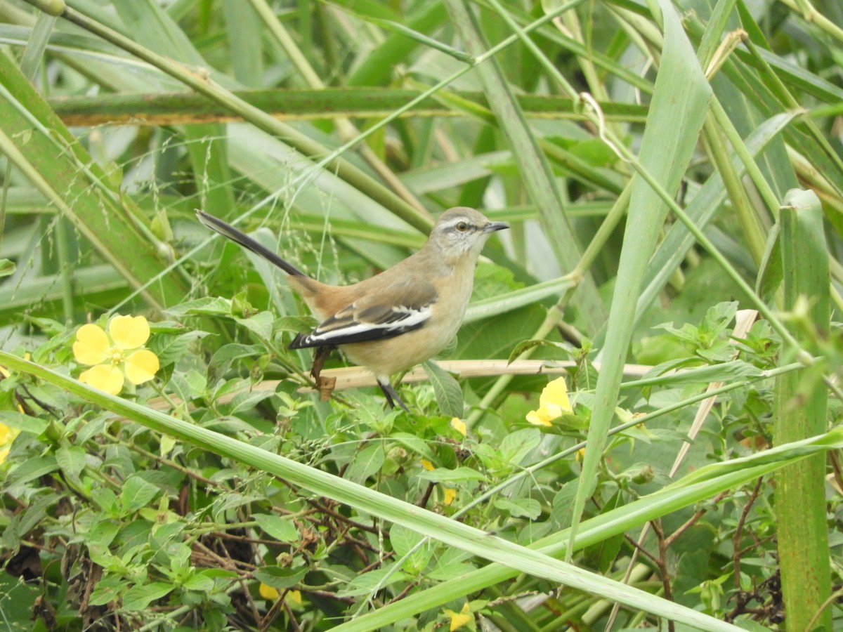 White-banded Mockingbird - Pablo Mealla