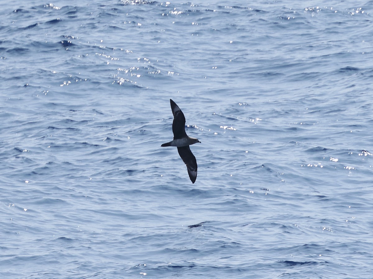 Kermadec Petrel - ML618904926