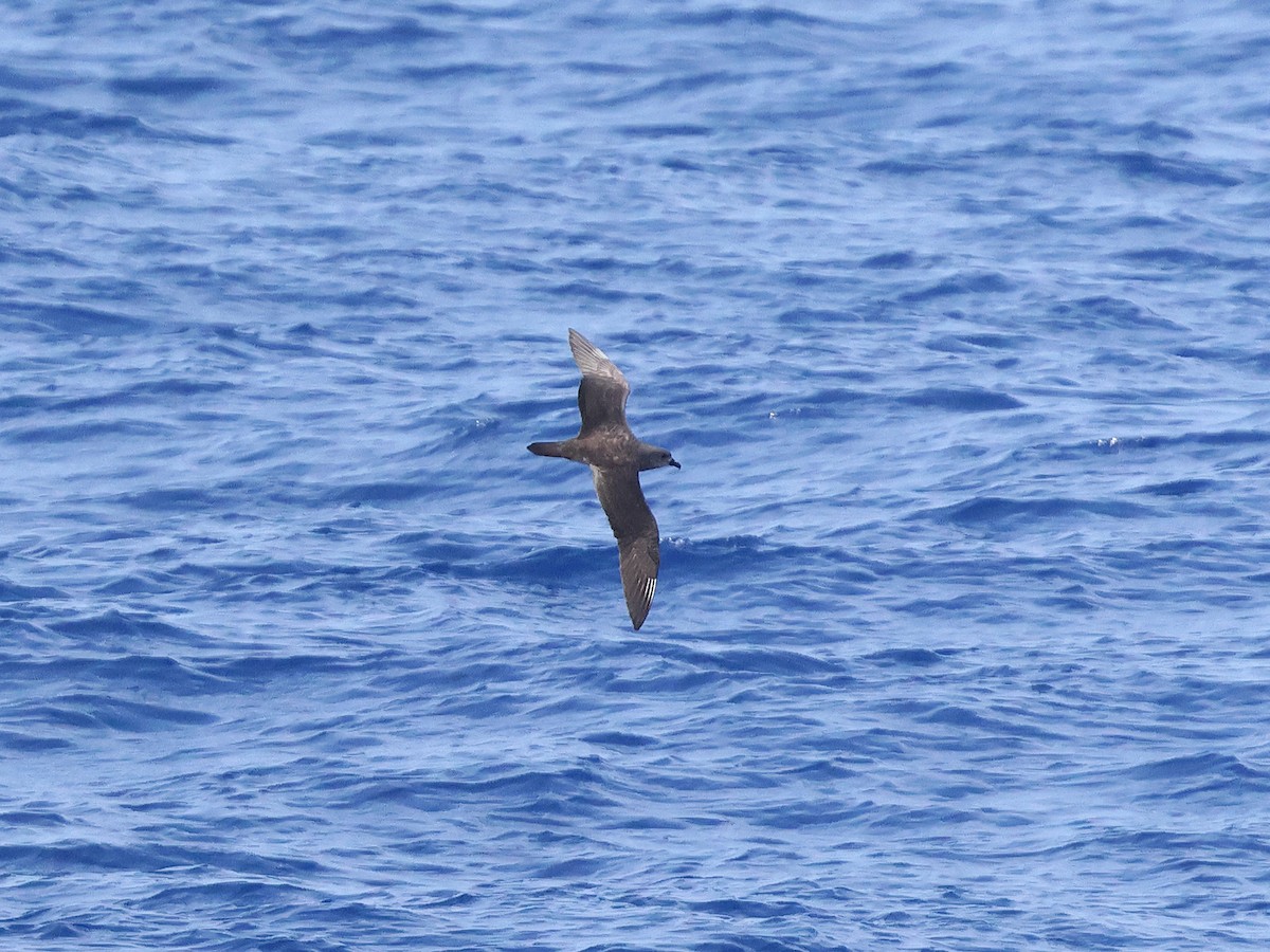 Petrel de las Kermadec - ML618904927