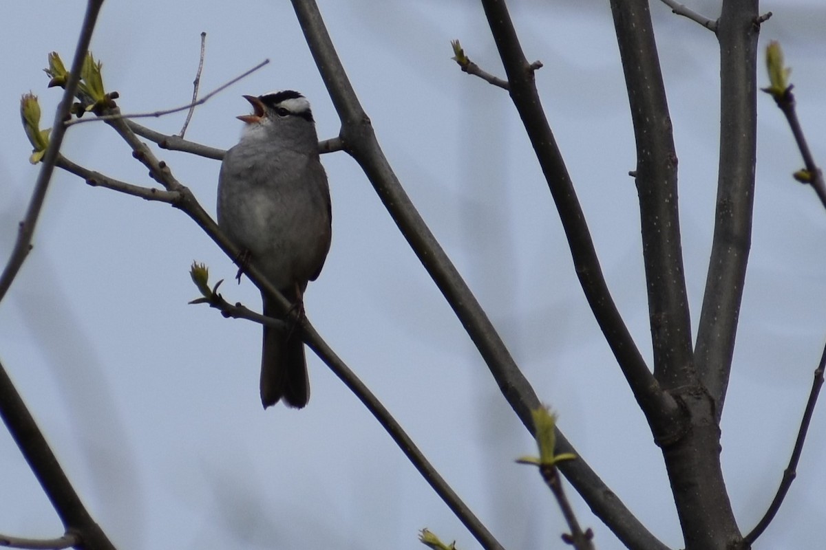 White-crowned Sparrow - Logan  Brunner