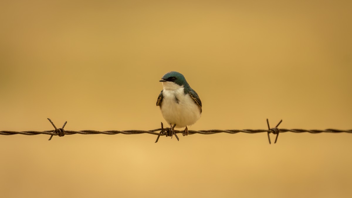 Tree Swallow - Mason Prokop