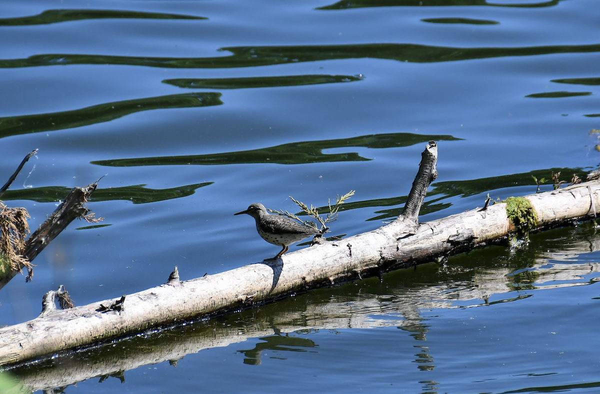 Spotted Sandpiper - Brady Wilson