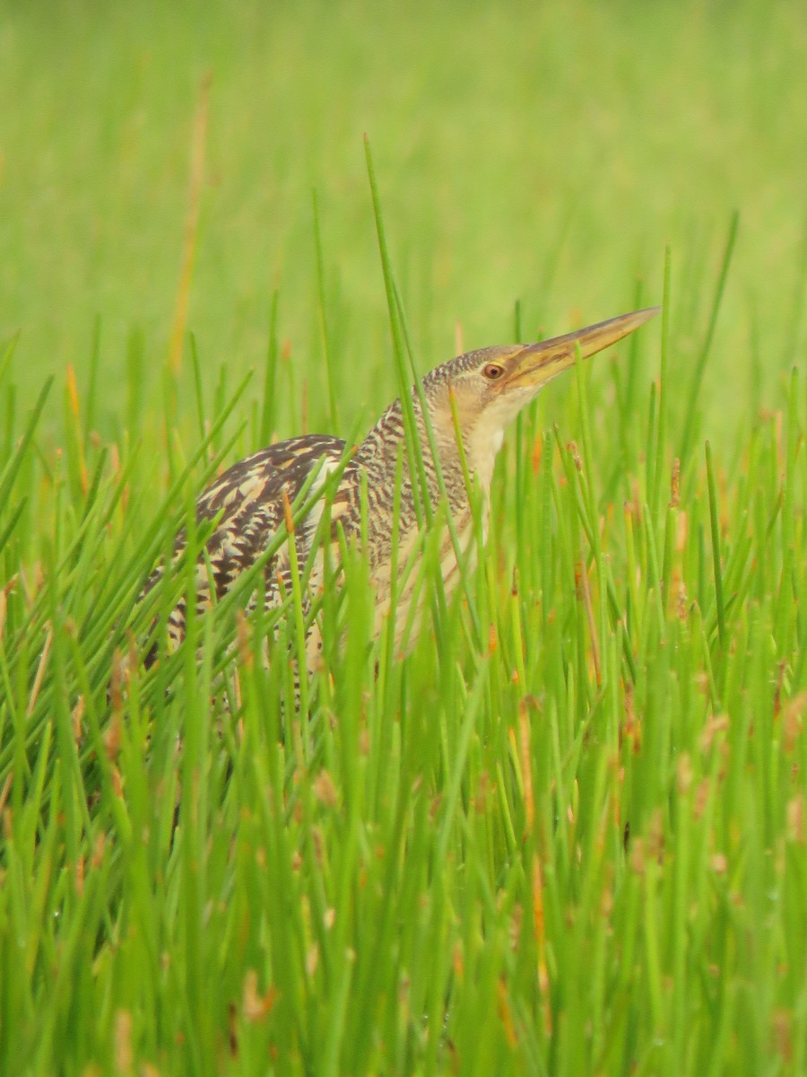 Pinnated Bittern - Kevin Serrano Serrano