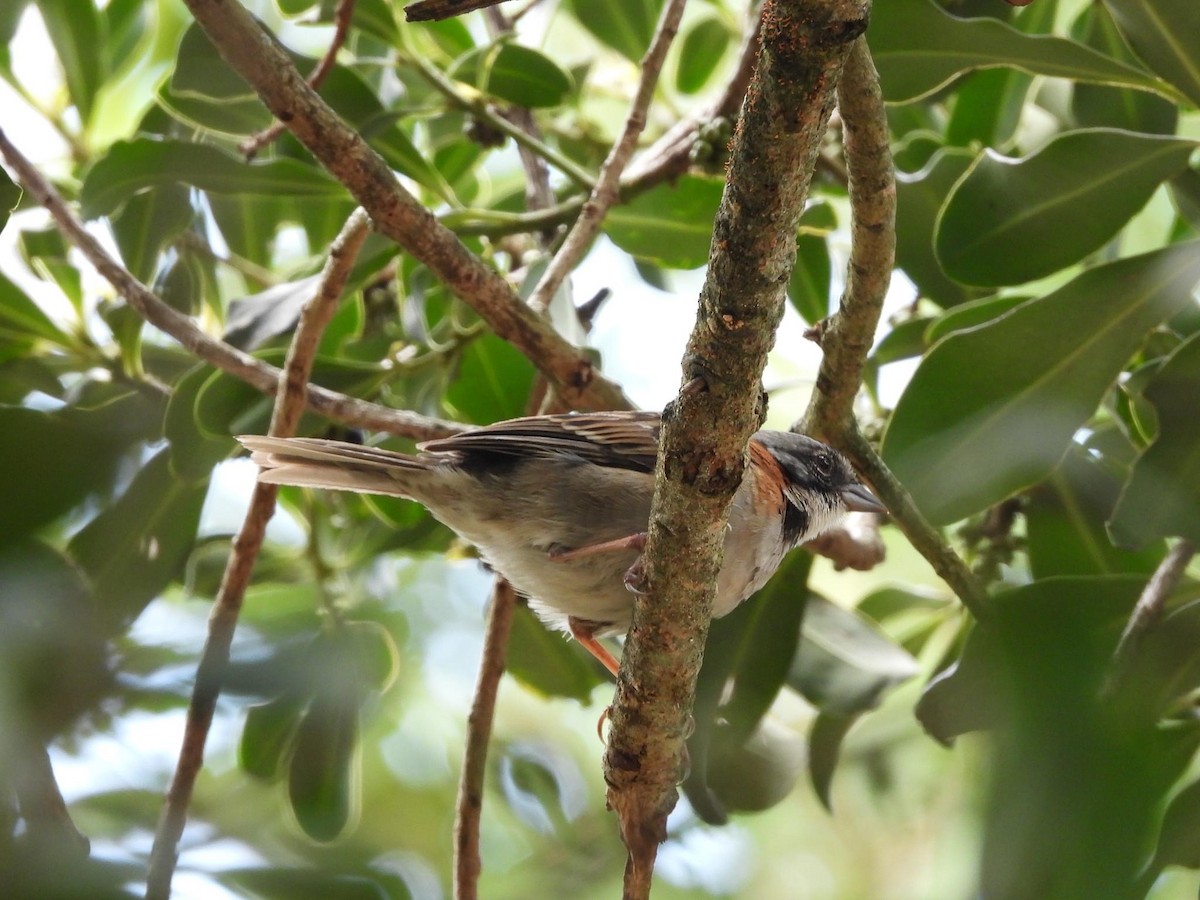 Rufous-collared Sparrow - ML618905006