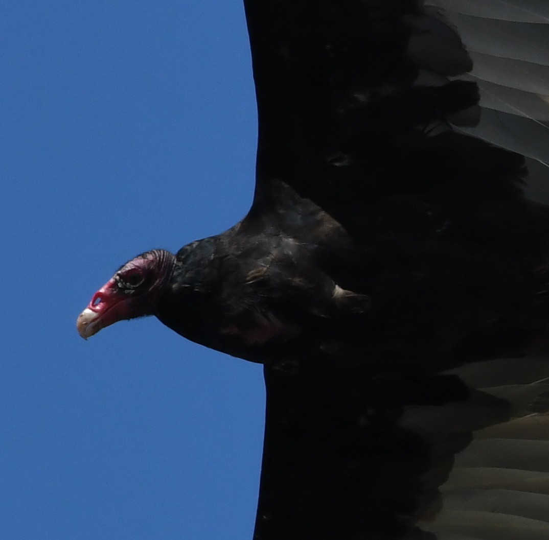 Turkey Vulture - ML61890501