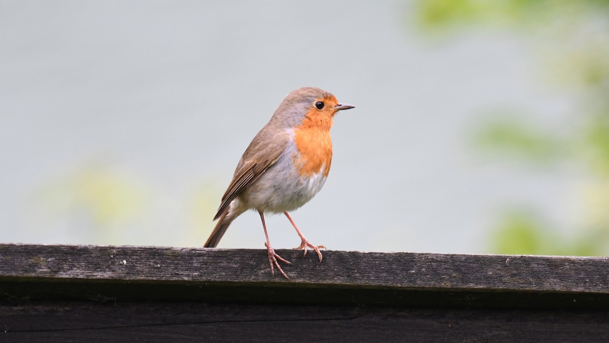 European Robin - Vlad Sladariu