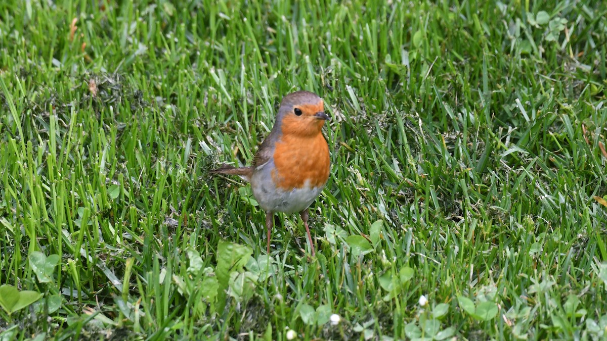 European Robin - Vlad Sladariu