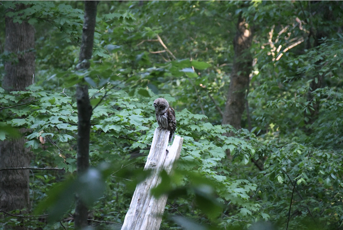 Barred Owl - ML618905024