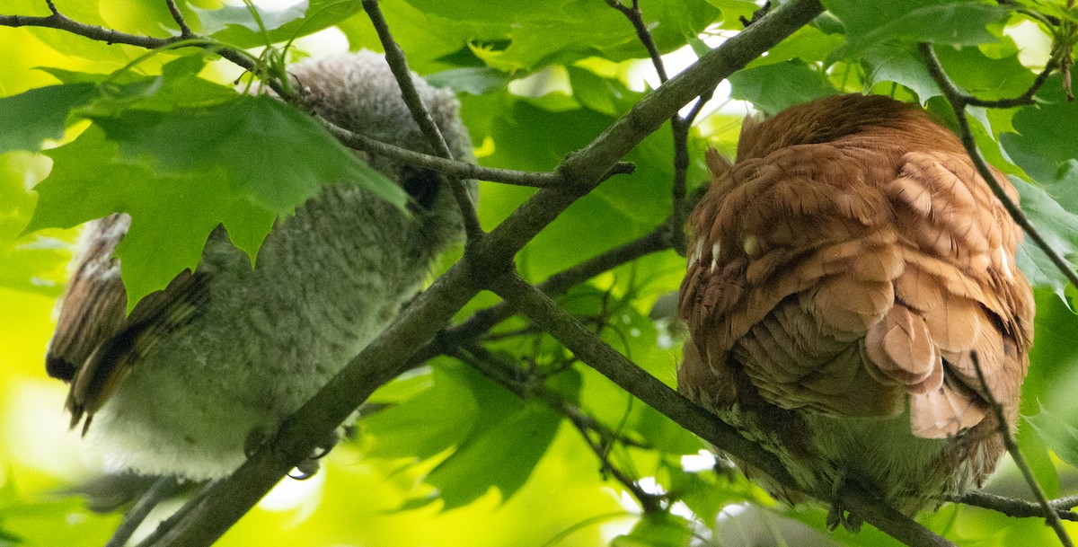 Eastern Screech-Owl - ML618905043