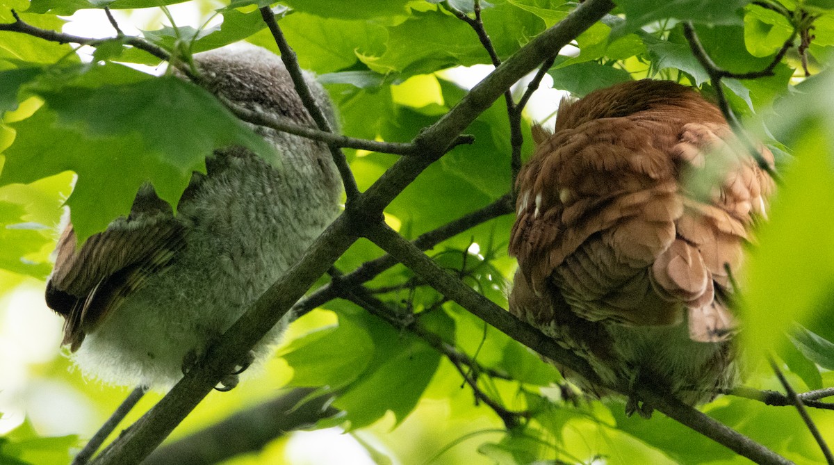 Eastern Screech-Owl - ML618905044