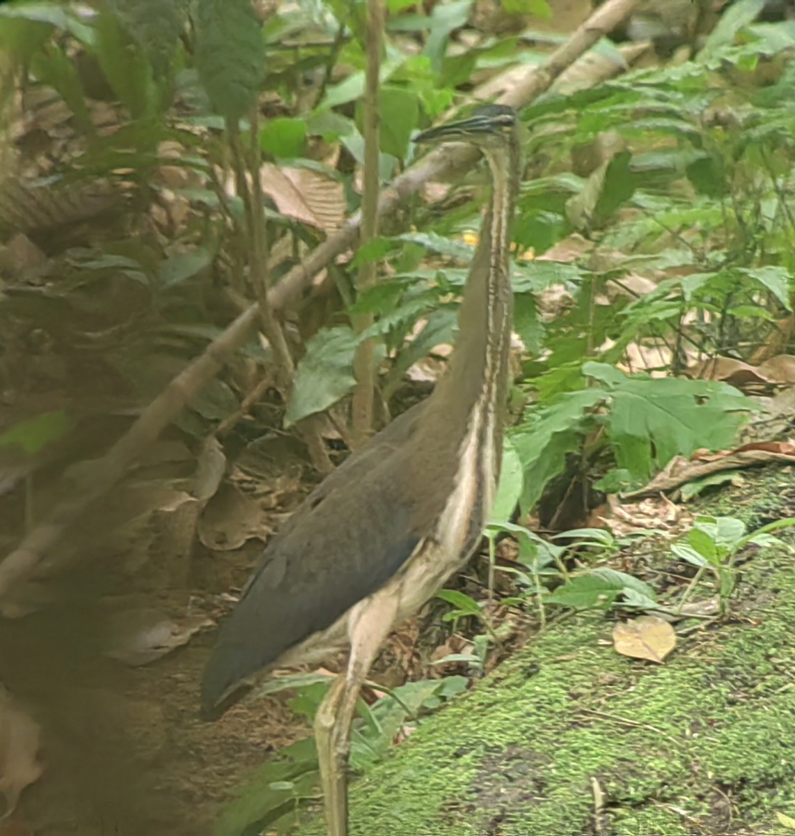 Agami Heron - Mayer Jiménez Barrantes