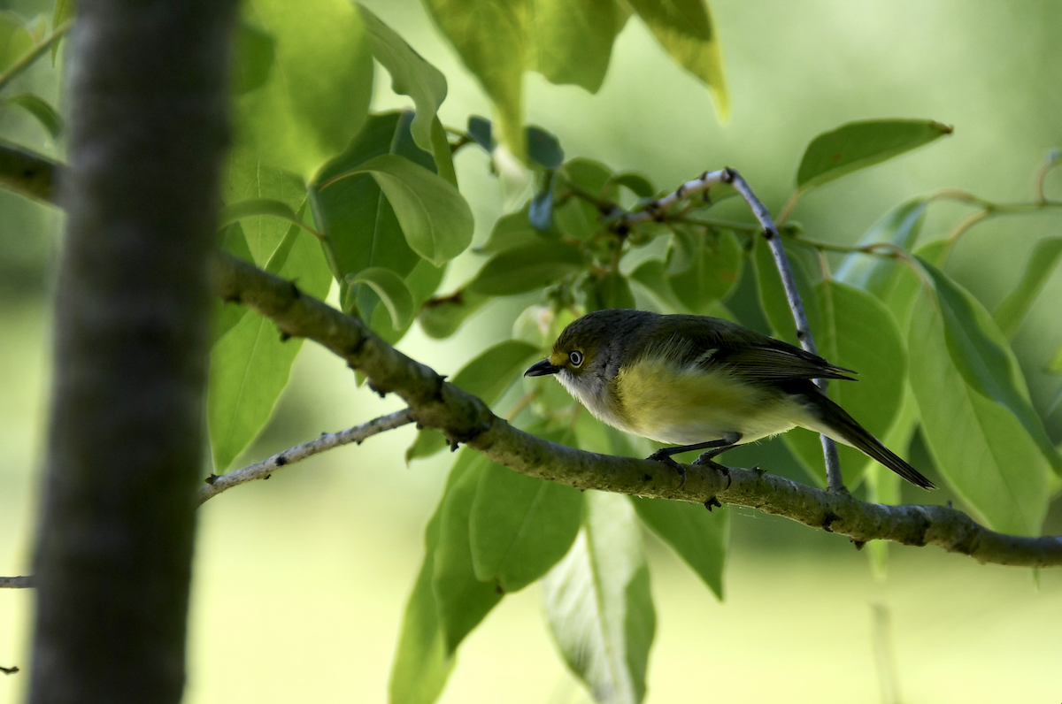 White-eyed Vireo - Brady Wilson