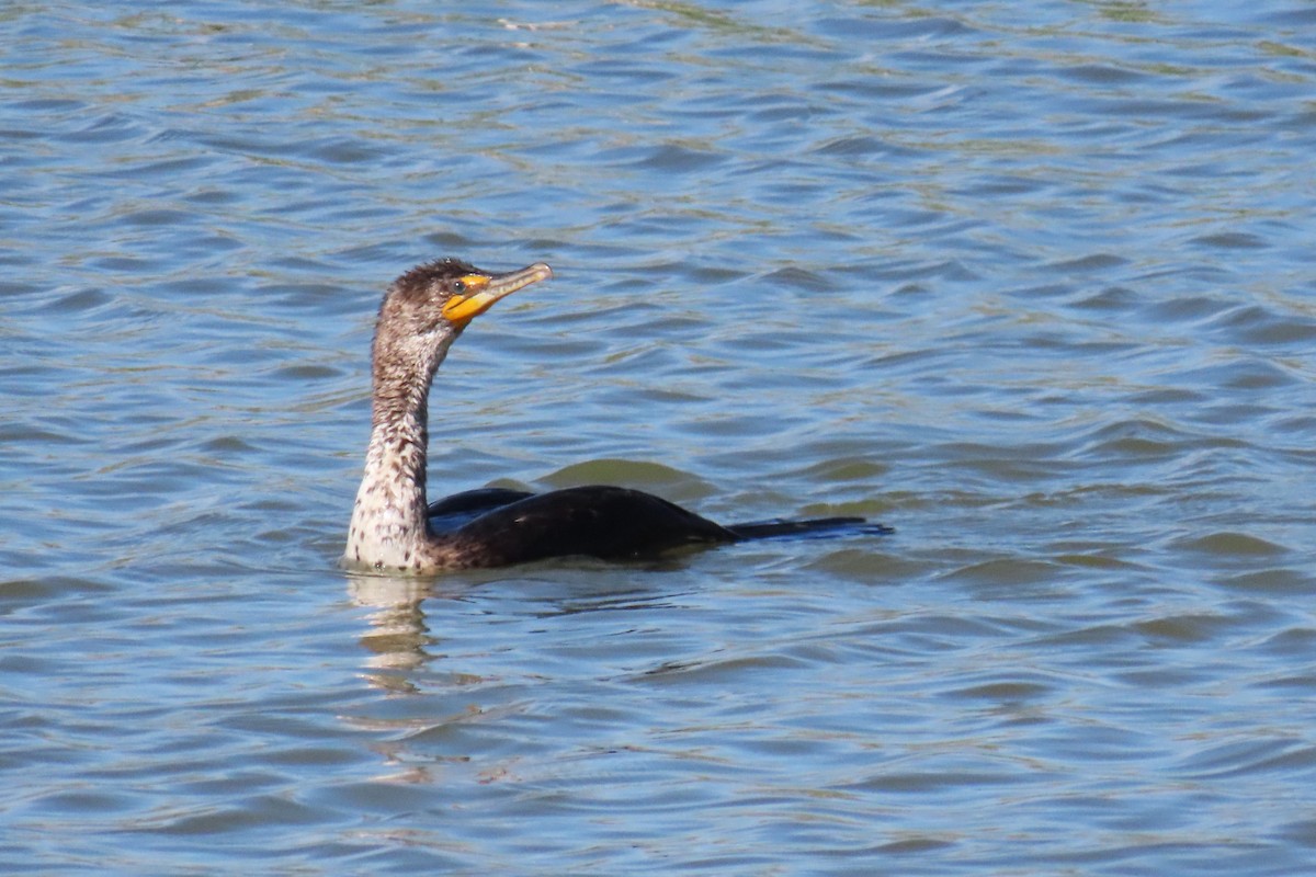 Cormoran à aigrettes - ML618905072