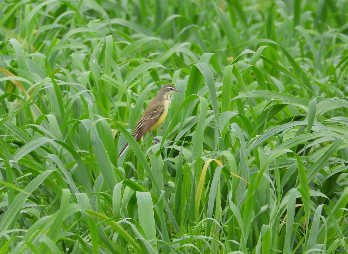 Western Yellow Wagtail - Francesco Barberini